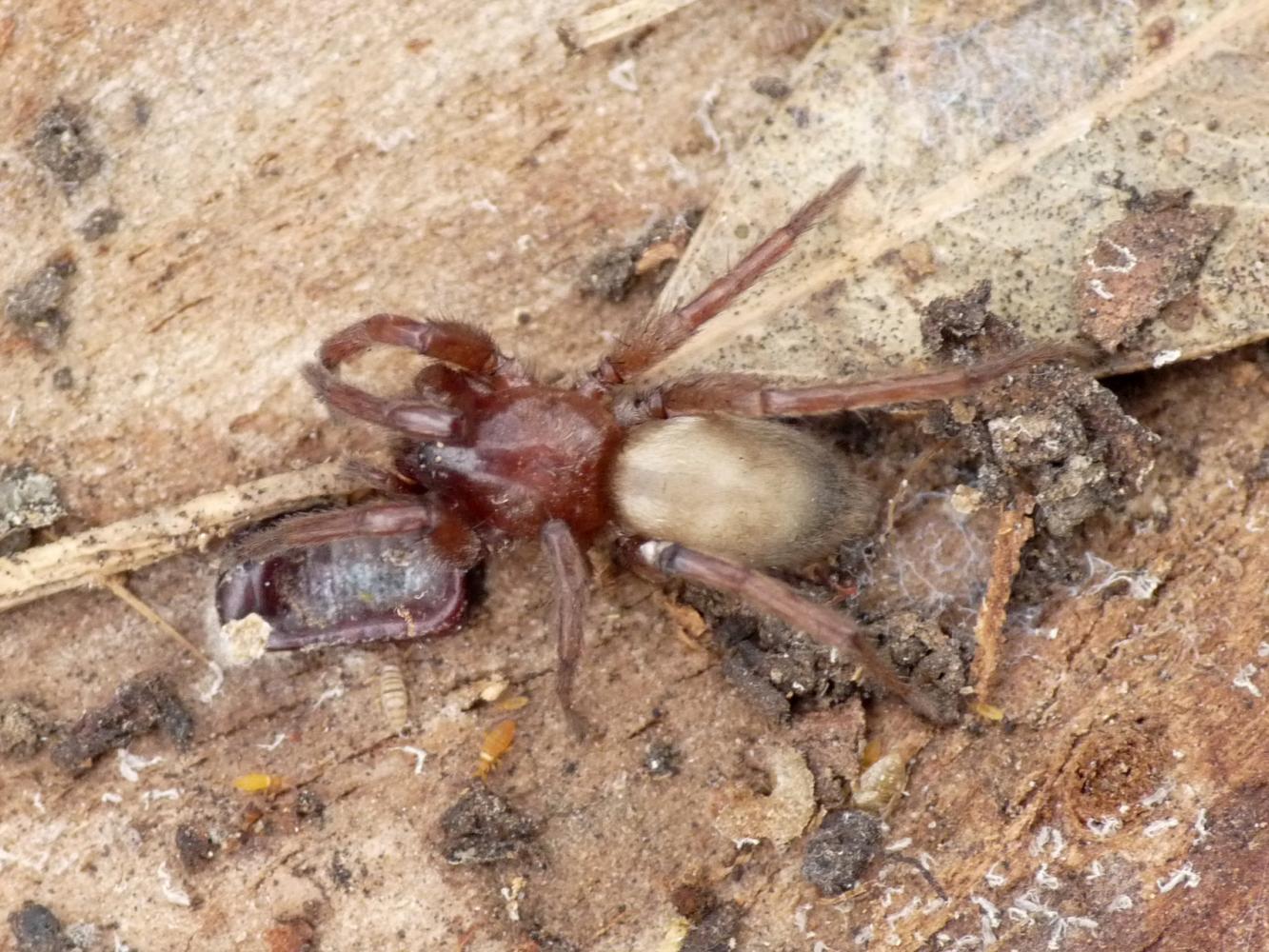 Scotophaeus blackwalli - C. Maggiore (BO)